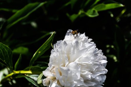 Photo for Blooming white peonies surrounded by leaves in the garden and a wasp on the flower. - Royalty Free Image