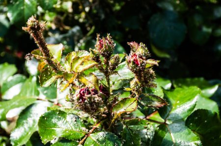 Téléchargez les photos : Aphids (greenfly and blackfly) on a rose bud. Pests of roses. - en image libre de droit