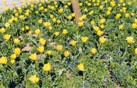 Téléchargez les photos : Jardin avec tulipes jaunes et fleurs de myosotis alpestris. - en image libre de droit
