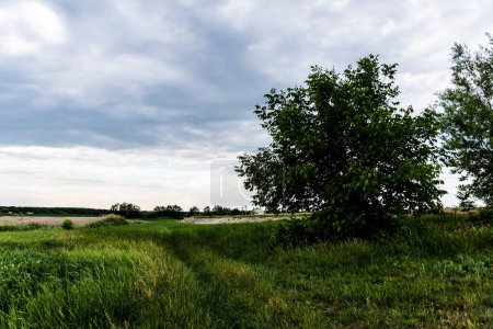 Photo for Rural landscape from Ilfov county with reeds and other plants. Romania. - Royalty Free Image
