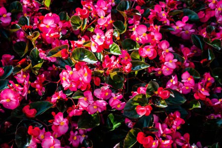 Téléchargez les photos : Begonia cucullata, également connu sous le nom de bégonia de cire et bégonia clubed. L'épithète spécifique 'cucullata' signifie 'ressemblant à une capuche' ou 'capuche'.. - en image libre de droit