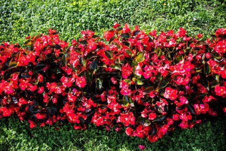 Téléchargez les photos : Begonia cucullata, également connu sous le nom de bégonia de cire et bégonia clubed. L'épithète spécifique 'cucullata' signifie 'ressemblant à une capuche' ou 'capuche'.. - en image libre de droit