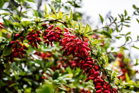 Foto de Arbusto Berberis vulgaris con frutos rojos, también conocido como agracejo común, agracejo europeo o simplemente agracejo. - Imagen libre de derechos