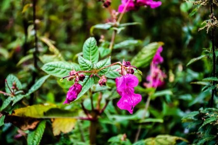 Foto de Impatiens glandulifera, bálsamo del Himalaya, es una gran planta anual nativa del Himalaya. - Imagen libre de derechos