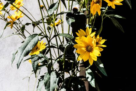 Photo for Helianthus angustifolius is a species of sunflower known by the common name narrowleaf sunflower or swamp sunflower. - Royalty Free Image