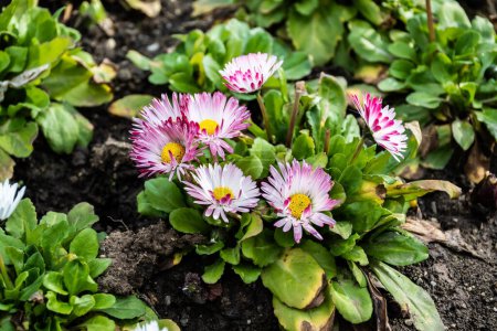 Photo for Bellis perennis or daisy, known as common daisy, lawn daisy or English daisy. - Royalty Free Image