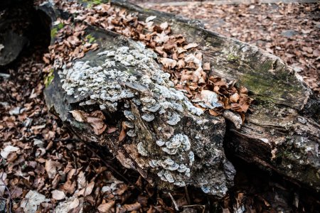 Photo for Fungus sponge on a tree stump, root sponge. Forest mushrooms, natural background. - Royalty Free Image
