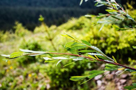 Téléchargez les photos : Salix purpurea avec des gouttes d'eau sur les feuilles. - en image libre de droit