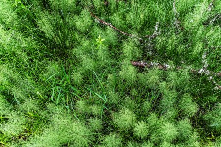 Photo for Equisetum sylvaticum, the wood horsetail and Eriophorum vaginatum or the hare's-tail cottongrass. - Royalty Free Image