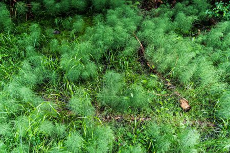 Téléchargez les photos : Equisetum sylvaticum, Eriophorum vaginatum et herbe verte. - en image libre de droit