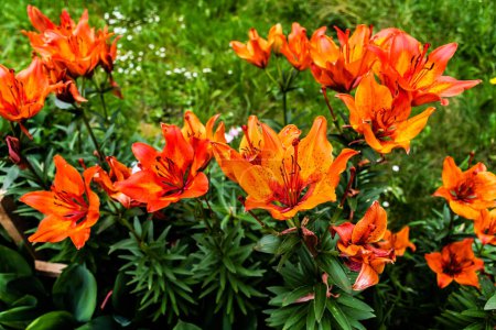 Lilium bulbiferum, gebräuchliche Namen Orangenlilie oder Feuerlilie Blumen in einem Garten gepflanzt.