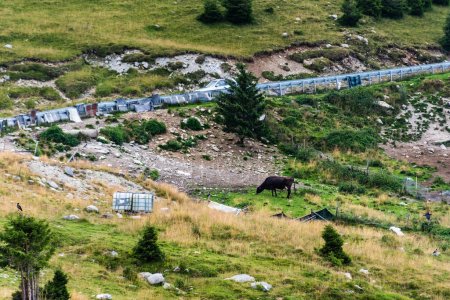 Foto de Paisaje con montañas, colinas verdes, una vaca y un cuervo, carretera Transalpina, Rumania. - Imagen libre de derechos