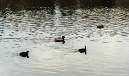 Eurasian coot and ducks swimming in a lake.