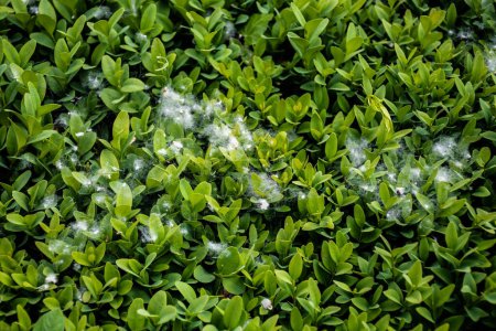 Buxus sempervirens or boxwood plant with dandelion fluff.