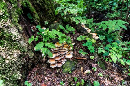 Hypholoma fasciculare, commonly known as the sulphur tuft or clustered woodlover, is a common woodland mushroom.