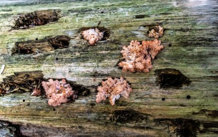 Foto de Hericium coralloides es un hongo saprotrófico, comúnmente conocido como hongo dental de coral o hongo de peine de coral.. - Imagen libre de derechos