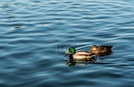 Pair of wild ducks swimming in the lake.