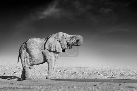 Téléchargez les photos : Beaux-arts, photo en noir et blanc d'un éléphant africain sur fond sombre, debout sur le bord de l'eau, tronc surélevé, eau potable. Namibie, Etosha safari. - en image libre de droit