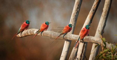 Photo for Four Northern carmine bee-eaters, Merops nubicus, carmine and greenish blue colored african bird, perched on branch in row against blurred green background. Lake Hawassa, Ethiopia. - Royalty Free Image