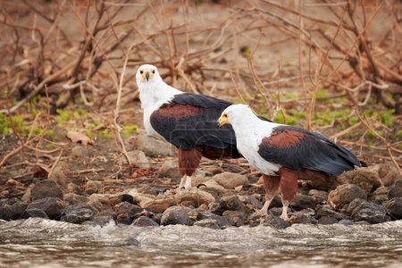 Dos águilas africanas de cabeza blanca, Haliaeetus vocifer, par de rapaces africanas en la orilla del lago. Etiopía.