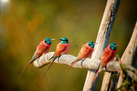 Photo for Four Northern carmine bee-eaters, Merops nubicus, carmine and greenish blue colored african bird, perched on branch in row against blurred green background. Lake Hawassa, Ethiopia. - Royalty Free Image