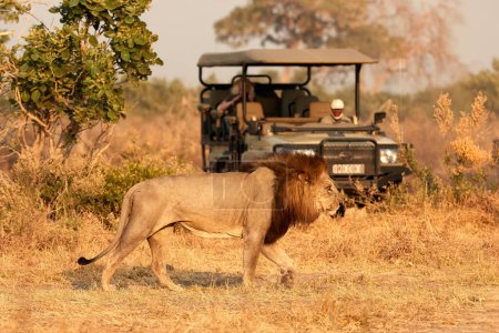 Photo pour Lion mâle avec crinière foncée marchant devant une voiture safari ouverte. Touristes en safari. Scène du lion africain. Savuti, Botswana. - image libre de droit