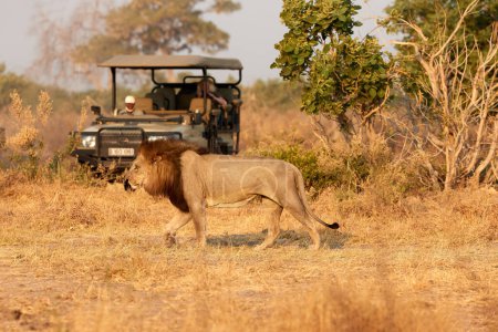 Mężczyzna lew z ciemną grzywą spaceruje przed otwartym samochodem safari. Turyści na safari. Afrykańska scena lwa. Savuti, Botswana.