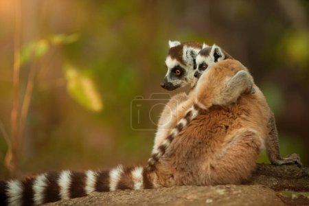 Foto de Lémures de cola anillada, Lemurs catta, animales familia granito roca por el sol de la mañana. Animales salvajes, Madagascar. - Imagen libre de derechos
