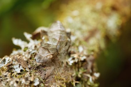 Uroplatus phantasticus, der auf Madagaskar beheimatete Satanische Blattschwanzgecko, dessen kryptischer, blattähnlicher Körper sich in seine Umgebung einfügt. Ranomafana Regenwald, Madagaskar.