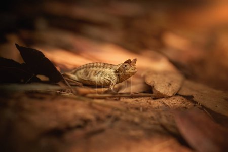 Foto de Hidden Animals: Brown leaf Chameleon, Brookesia Superciliaris, a small cameleon Imitating the Brown Leaves. Tonos de color marrón y dorado. Parque nacional Ranomafana, Madagascar salvaje. - Imagen libre de derechos