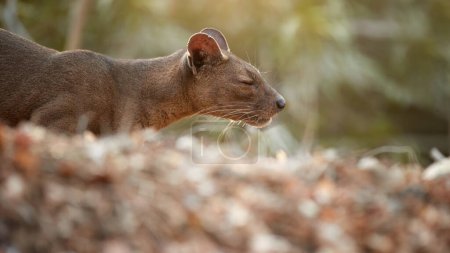 Photo for Portrait of wild animal Fossa, Cryptoprocta ferox in dry leaves on ground, endangered carnivores of Kirindy Forest, Madagascar. - Royalty Free Image