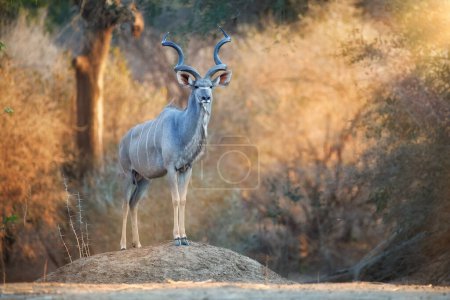 Téléchargez les photos : Un mâle massif de grand kudu, tragelaphus strepsiceros, antilope des bois avec des cornes tordues se dresse sur un rocher et observe son environnement. Safari dans le parc national de Mana Pools, Zimbabwe. - en image libre de droit