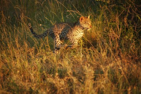 Foto de Safari animal: Una vista de cerca del gatito leopardo saltando a través de la sabana bajo el sol de la mañana, colores brillantes, vista lateral, safari de la mañana en Kruger Park, Sudáfrica. - Imagen libre de derechos