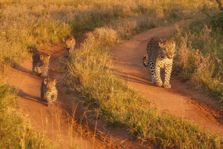 Téléchargez les photos : Léopardesse avec chatons marchant le long d'une route sablonneuse rougeâtre à travers la savane au soleil du matin, couleurs vives, vue directe, safari matinal dans le parc Kruger, Afrique du Sud. - en image libre de droit