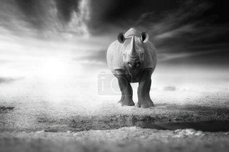Foto de Cartel del rinoceronte negro, arte en blanco y negro: vista directa de un enorme rinoceronte negro, Diceros bicornis en una nube de polvo. Postproceso artístico, póster monocromo o tema de ilustración. Etosha, Namibia. - Imagen libre de derechos