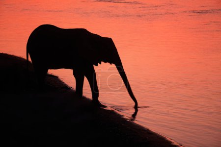 Photo for Silhouette of an african elephants on the bank of Zambezi river, mirrroring red lit sky and clouds. African landscape concept with elephants. ManaPools, Zimbabwe. - Royalty Free Image