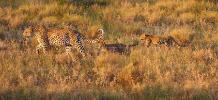 Foto de Leoparda con gatitos caminando a lo largo de un camino de arena rojiza a través de la sabana bajo el sol de la mañana, colores brillantes, vista directa, safari por la mañana en Kruger Park, Sudáfrica. - Imagen libre de derechos