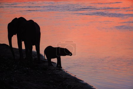 Photo for Silhouette of an african elephants on the bank of Zambezi river, mirrroring red lit sky and clouds. African landscape concept with elephants. ManaPools, Zimbabwe. - Royalty Free Image