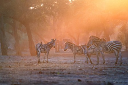 Foto de Wildlife of Mana Pools National Park on Zambezi river: manada de cebras iluminada por el sol naciente. Coloridos rayos de sol anaranjados, entrando a través del dosel. Rodeado de naturaleza africana. Zimbabue. - Imagen libre de derechos