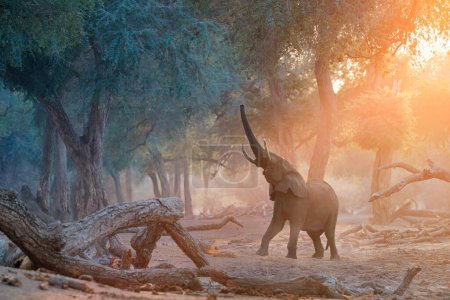 Téléchargez les photos : Safari Mana Pools : Scène éléphant aux couleurs orange et bleu. Éléphant d'Afrique essayant d'atteindre sur les feuilles des arbres par le tronc dressé. Parc national de Mana Pools, Zimbabwe. - en image libre de droit