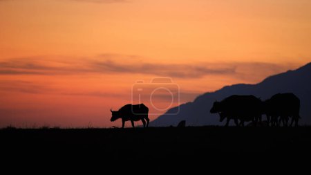 Photo for Wildlife of Zambezi river plains: Silhouttes of African buffalo, Syncerus cafferherd, walking on plains against red sky and mountains of Lower Zambezi national Park. Zambia. - Royalty Free Image