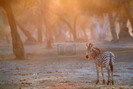 Foto de Wildlife of Mana Pools national Park on Zambezi river: young Zebra lit by rising sun. Coloridos rayos de sol anaranjados, entrando a través del dosel. Rodeado de naturaleza africana. Zimbabue. - Imagen libre de derechos