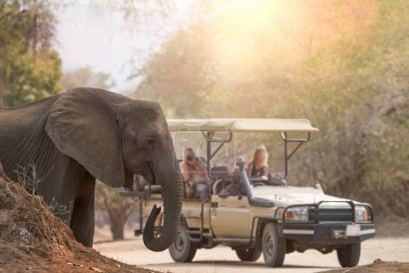 Auf Safari in Afrika: Touristen im offenen Dach-Safariauto beobachten Elefanten im Vordergrund. Mana Pools, Simbabwe.