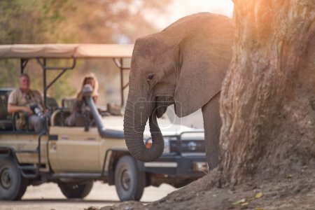 On a safari in Africa: Tourists in open roof safari car watching elephant in foreground. Mana Pools, Zimbabwe.