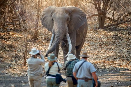 Auf Safari in Afrika: Eine Gruppe von Fotografen von hinten vor einem riesigen männlichen Elefanten mit langen Stoßzähnen. Safari-Wanderung in der Wildnis, Mana Pools UNESCO-Stätte, Simbabwe.