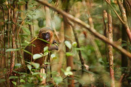 Foto de Lemurs of Madagascar protection: Golden bamboo lemur, Hapalemur aureus, wild animal, critically endangered bamboo lemur feeds on bamboo foliage. Parque nacional Ranomafana, Madagascar. - Imagen libre de derechos