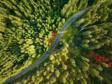 Foto de Vista aérea perpendicular: colorido bosque otoñal desde arriba con camino sinuoso vacío - Imagen libre de derechos