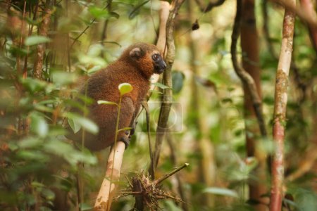 Foto de Lemurs of Madagascar protection: Golden bamboo lemur, Hapalemur aureus, wild animal, critically endangered bamboo lemur feeds on bamboo foliage. Parque nacional Ranomafana, Madagascar. - Imagen libre de derechos