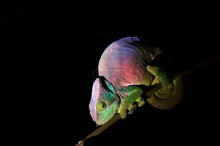 Foto de Camaleones de Madagascar: pequeño camaleón del párroco, Calumma parsonii, foto nocturna de un camaleón verdoso sobre un fondo negro - Imagen libre de derechos