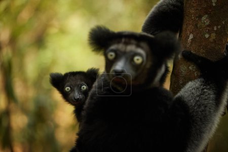 Foto de Retrato de Lemur Indri, madre y bebé. Lémur más grande de Madagascar en su entorno natural de selva tropical. Viajar a Madagascar. - Imagen libre de derechos